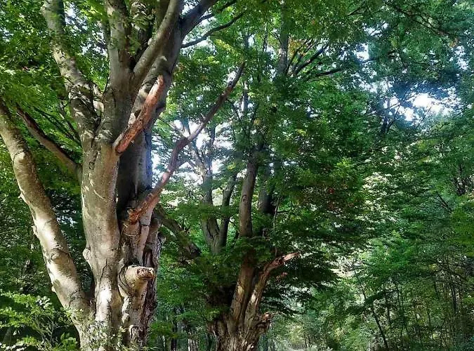 Appartement Prana Herend